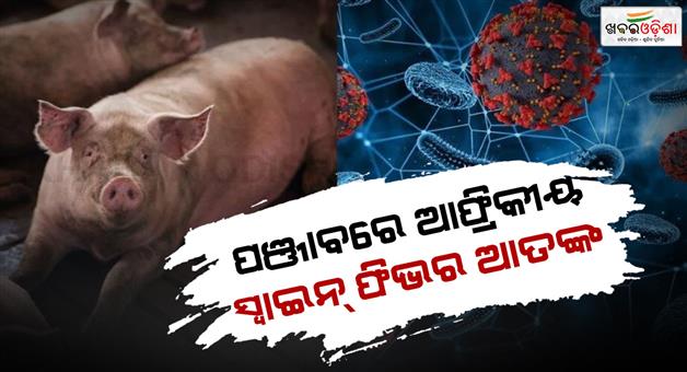 Khabar Odisha:African-swine-fever-outbreak-in-Ajnala-Punjab-health-response