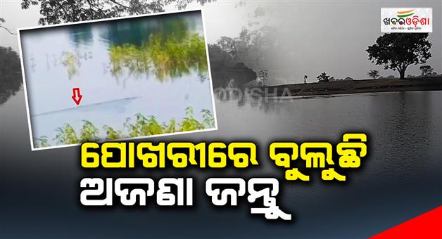Khabar Odisha:An-unknown-animal-is-walking-in-the-pond