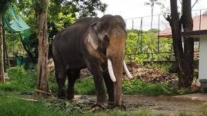 Khabar Odisha:And-the-dead-body-of-an-elephant-was-recovered