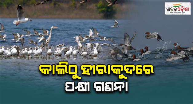 Khabar Odisha:Annual-Bird-Count-Begins-At-Sambalpur-Hirakud-Dam-from-Tomorrow