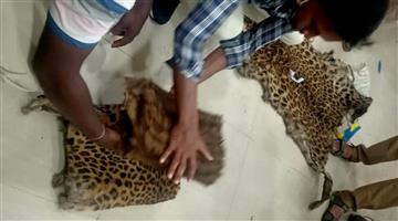 Khabar Odisha:Another-cholera-stricken-tiger-skin-was-seized-five-arrested-in-the-incident
