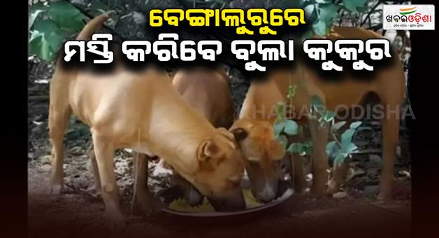 Khabar Odisha:BBMP-to-feed-stray-dogs-chicken-and-rice-spending-29-crore-rupees