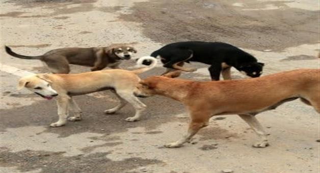 Khabar Odisha:BMC-to-count-stray-dogs-from--18th-September