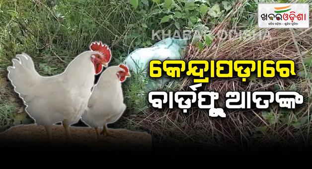 Khabar Odisha:Bags-full-of-dead-chickens-seized-from-roadsides-and-drains-local-residents-panic