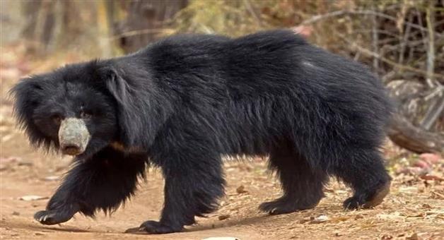 Khabar Odisha:Bear-Terror-Two-members-of-a-family-dead-one-critically-injured