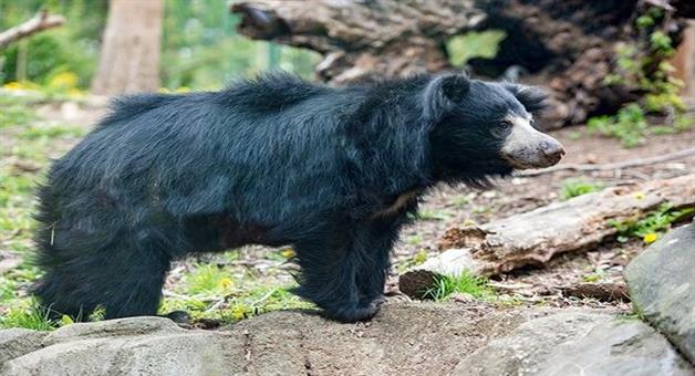 Khabar Odisha:Bear-attack-a-man