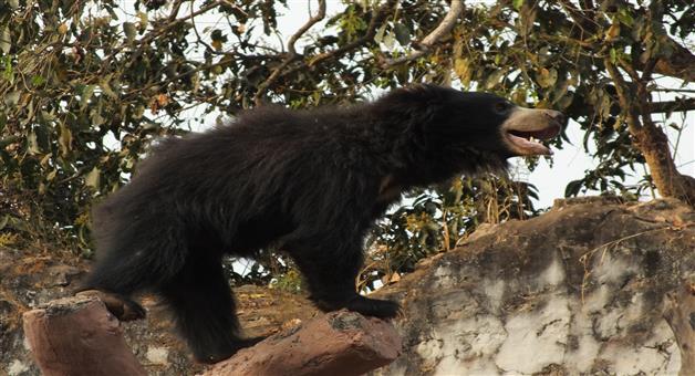 Khabar Odisha:Bear-attacks-man-while-defecating-one-seriously-injured