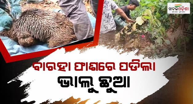Khabar Odisha:Bear-cub-caught-in-wild-boar-trap