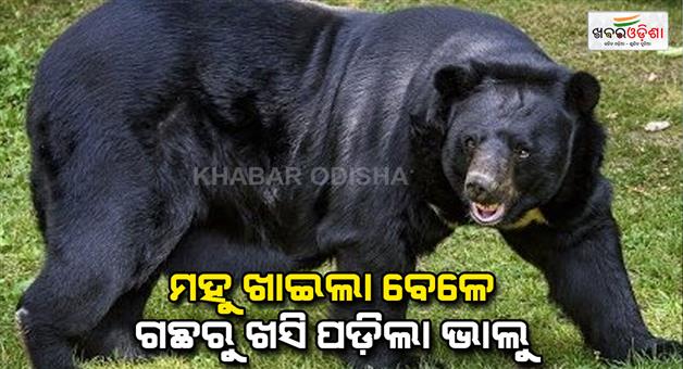 Khabar Odisha:Bear-dies-in-electric-shock