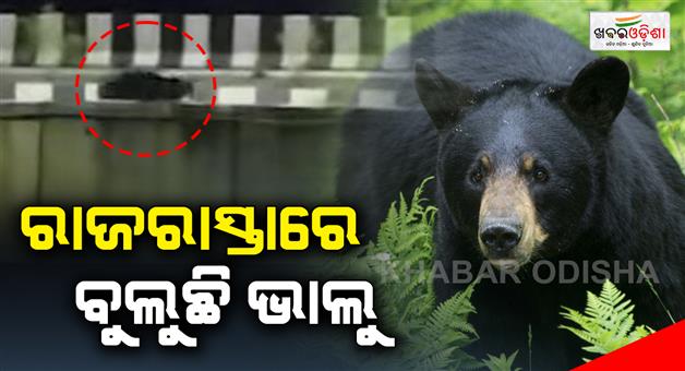 Khabar Odisha:Bear-in-highway