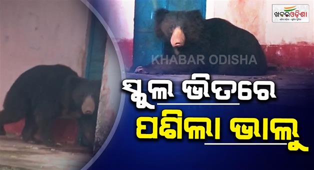 Khabar Odisha:Bear-terror-in-Lamtaput-It-sleeps-in-the-school-and-roams-the-village