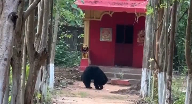 Khabar Odisha:Bears-roaming-near-temple-people-are-terrified