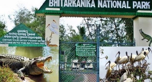 Khabar Odisha:Bhitarkanika-will-be-closed-for-tourists-from-January-8-crocodile-count-will-be-conducted