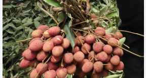 Khabar Odisha:Bihars-Mithila-litchi-sets-new-record-250-tonnes-exported-this-year