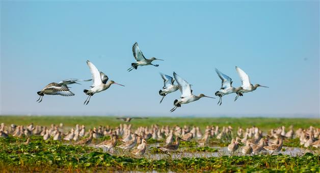 Khabar Odisha:Bird-census-will-be-conducted-in-Ganjam-counting-will-take-place-across-a-total-of-49-units