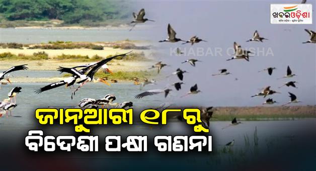 Khabar Odisha:Bird-census-will-start-soon-in-Hirakud