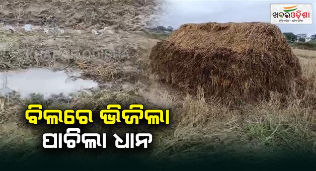 Khabar Odisha:Boudh-farmers-faced-problem-for-Unseasonal-rains