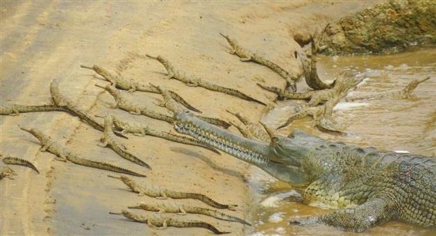 Khabar Odisha:Breeding-of-clock-crocodiles-has-been-successful-in-Satkoshia