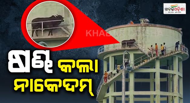 Khabar Odisha:Bull-climbs-50-foot-water-tank-finally-rescued-after-9-hours