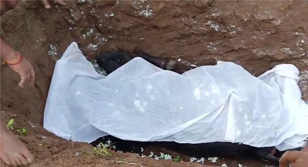 Khabar Odisha:Bull-falls-victim-instead-of-wild-boar-loses-life-after-consuming-a-bomb