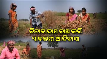 Khabar Odisha:By-cultivating-Groundnut-the-tribals-have-earned-their-livelihood-through-mission-jibika
