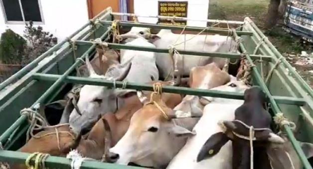 Khabar Odisha:Cattle-Act-will-be-strict-in-the-state-Animal-and-Fisheries-Minister