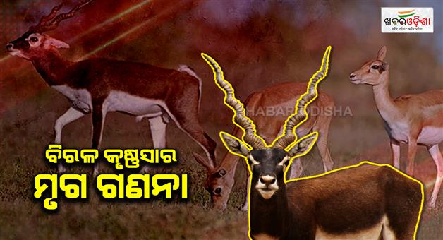 Khabar Odisha:Census-of-rare-blackbuck-underway-in-Asika-forest
