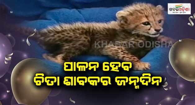 Khabar Odisha:Cheetahs-birthday-will-be-celebrated