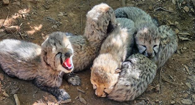 Khabar Odisha:Cheetah-population-rises-in-India