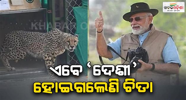 Khabar Odisha:Cheetah-rehabilitation-project-has-completed-three-years