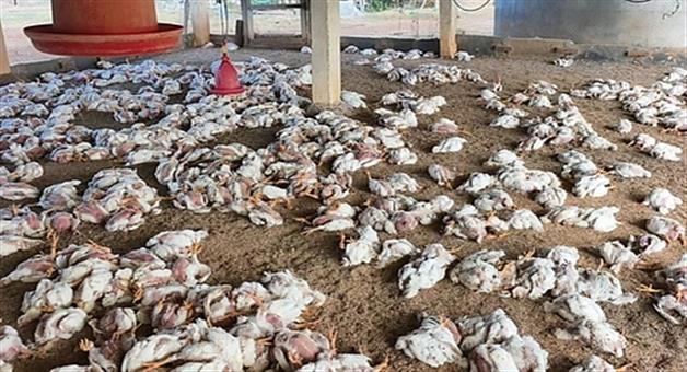 Khabar Odisha:Chicken-killing-campaign-underway-in-Delang-area