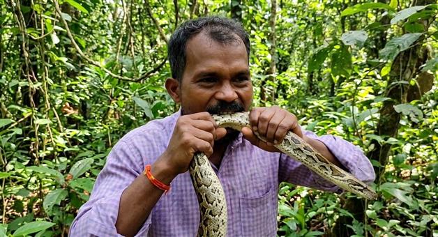 Khabar Odisha:Cobra-Dies-After-Being-Bitten-by-a-Man