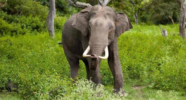 Khabar Odisha:Couple-trampled-by-tusked-elephant-The-incident-happened-while-they-were-guarding-the-crops