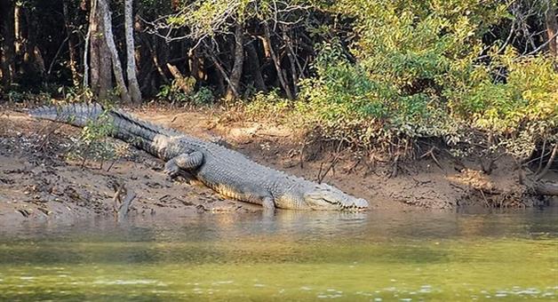 Khabar Odisha:Crocodile-count-begins-in-bhitarkanika