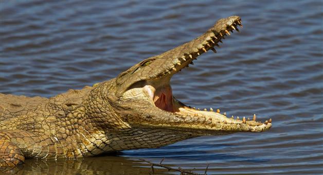 Khabar Odisha:Crocodile-count-completed-in-Shimla-Crocodile-count-has-increased-to-84