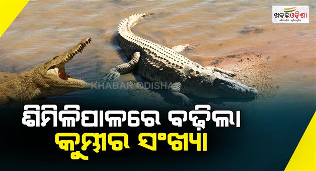 Khabar Odisha:Crocodile-count-completed-in-Shimla-Crocodile-count-has-increased-to-84