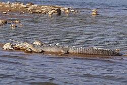 Khabar Odisha:Crocodile-count-to-begin-in-Bhitarkanika-National-Park-from-January-8