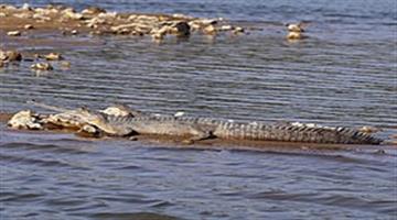 Khabar Odisha:Crocodile-count-to-begin-in-Bhitarkanika-National-Park-from-January-8