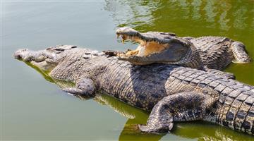 Khabar Odisha:Crocodiles-breed-in-Mahanadi-Gand-in-Satkoshia-88-crocodiles-and-22-alligators-counted