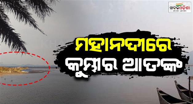 Khabar Odisha:Crocodiles-roam-in-the-Gualinasi-Mahanadi-locals-in-panic