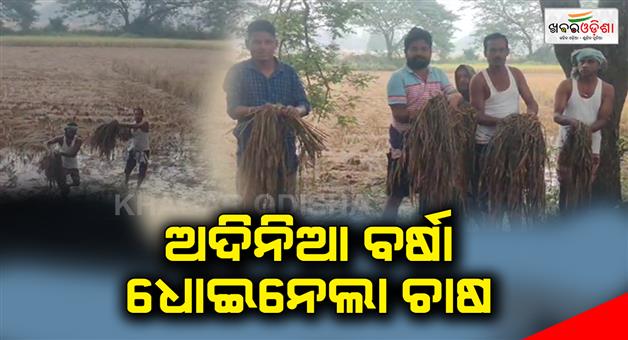 Khabar Odisha:Cyclone-Migzom-destroys-farms