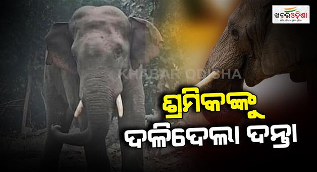 Khabar Odisha:Daily-labourer-killed-by-elephant-in-Dhenkanals-Parjang