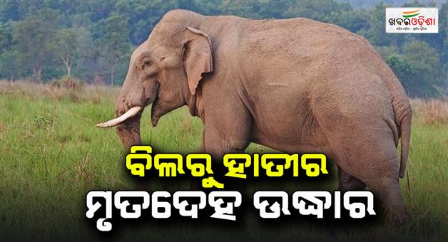 Khabar Odisha:Dead-body-of-elephant-recovered-from-the-land