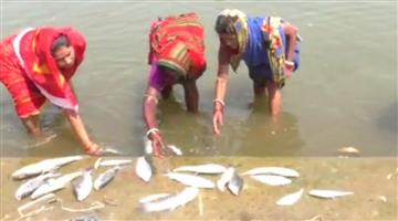 Khabar Odisha:Dead-fish-found-spotted-in-pond-in-Kendrapara