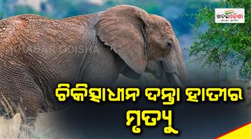 Khabar Odisha:Death-of-elephant-under-treatment