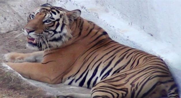 Khabar Odisha:Death-of-tiger-Nandan-at-Nandankanan