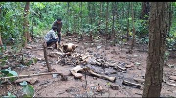 Khabar Odisha:Decomposed-elephant-carcass-found-in-forest