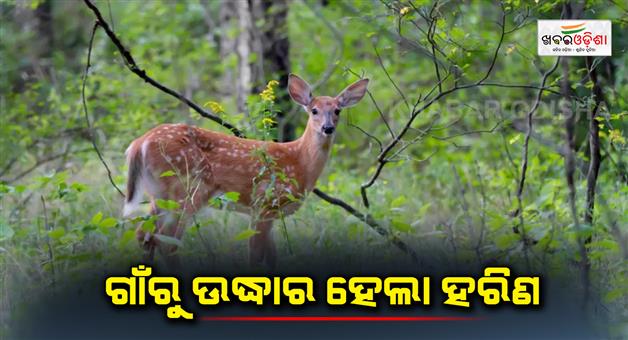 Khabar Odisha:Deer-Rescued-from-village