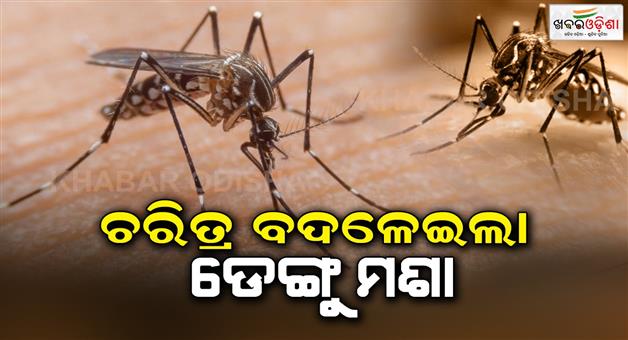 Khabar Odisha:Dengue-mosquito-has-changed-its-character-warning-to-be-alert