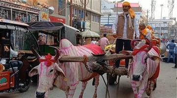 Khabar Odisha:Desi-theme-wedding-bullock-cart-baraat-Samastipur